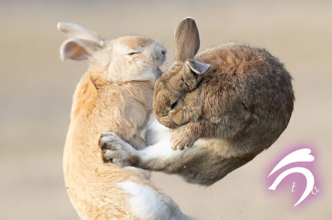 跳び蹴りが決まった瞬間アップ