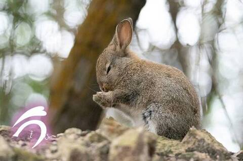 なむなむするうさぎさん