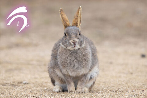 耳が金色のうさぎさん