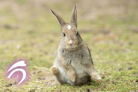 尻もちついてるうさぎさん