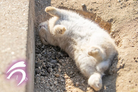 おなかだしてるうさぎさん