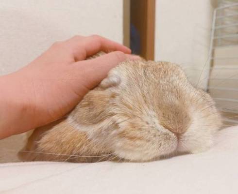 うさぎ うにまる 気持ちいいだけ