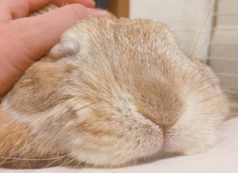 うさぎ うにまる 気持ちいいだけ