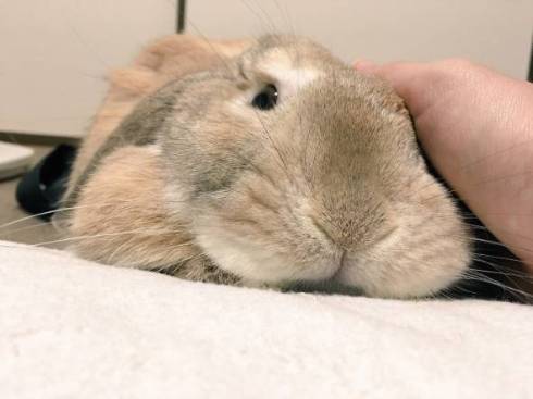 うさぎ うにまる 気持ちいいだけ