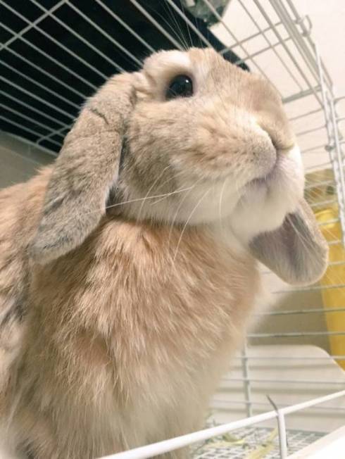 うさぎ うにまる 気持ちいいだけ