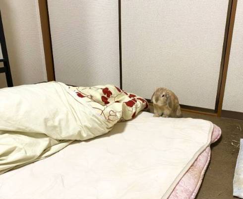 うさぎ うにまる 気持ちいいだけ