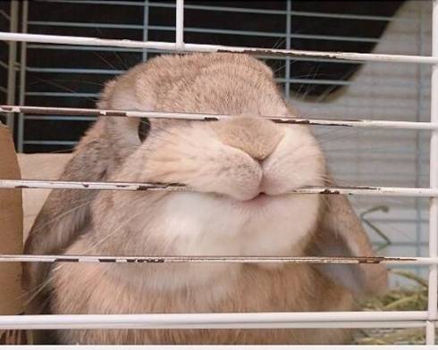 うさぎ うにまる 気持ちいいだけ