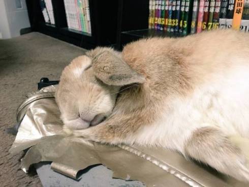 うさぎ うにまる 気持ちいいだけ