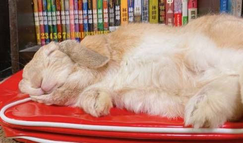 うさぎ うにまる 気持ちいいだけ