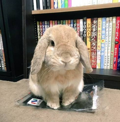 うさぎ うにまる 気持ちいいだけ