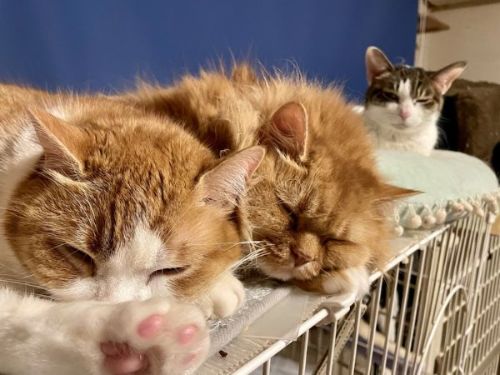 くっついて丸くなるメルママとミュウちゃん