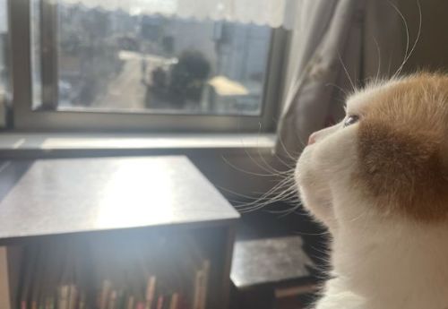 外を眺めるルナ