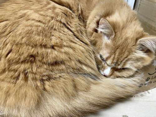 爪とぎの上で丸くなるモコちゃん