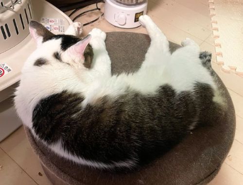 ストーブの横で丸くなるゆき姐さん