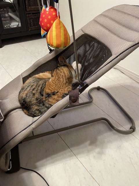 遊び疲れた猫のミケちゃん