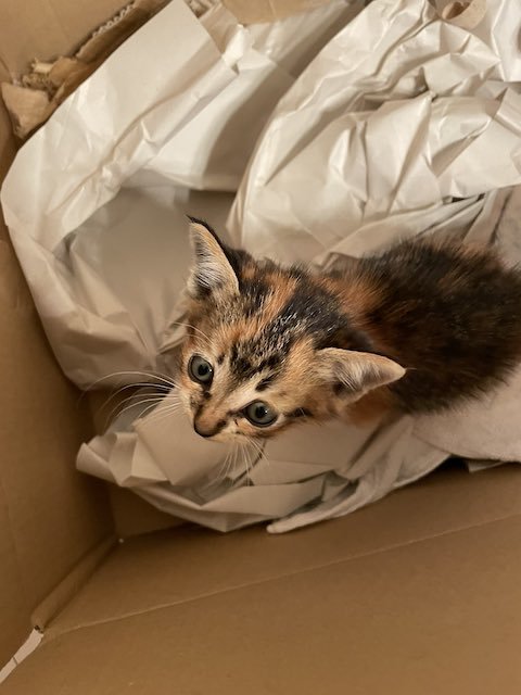 初めての対面をする猫のミケちゃん