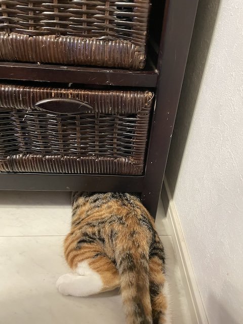 奇っ怪な行動をする猫のミケちゃん