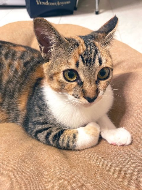 なじんだ猫のミケちゃん