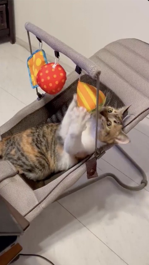 ぬいぐるみを両前足で捕まえる猫のミケちゃん