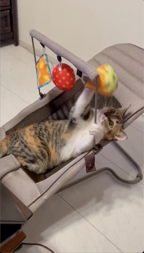 ぬいぐるみに前足をそえる猫のミケちゃん