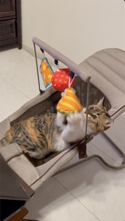 再び両前足でキャッチする猫のミケちゃん