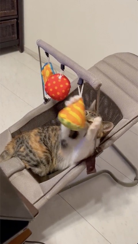 頭を使う猫のミケちゃん