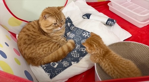 パパを見つめる子猫
