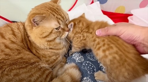 わが子の毛づくろいをはじめるパパ