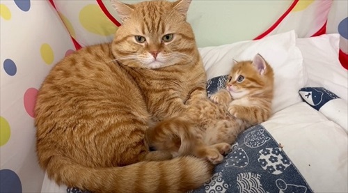 父猫と子猫