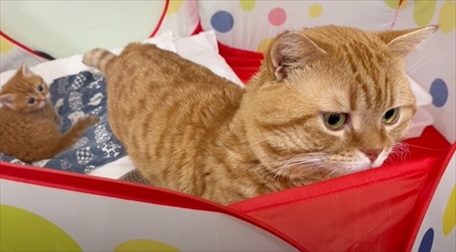 父猫を心配する子猫