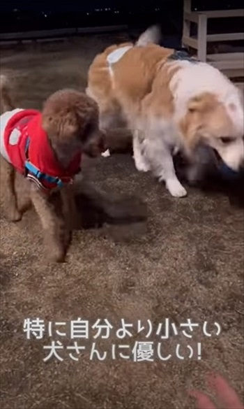 遊ぶ犬たち