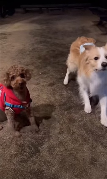 ボールを見つめる犬たち