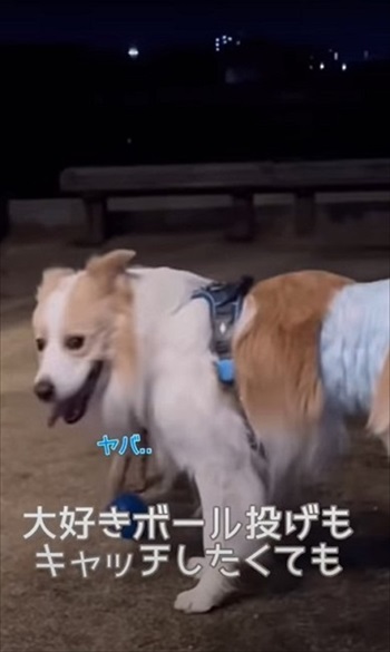 気遣いができるワンちゃん