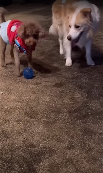 気遣いができるワンちゃん