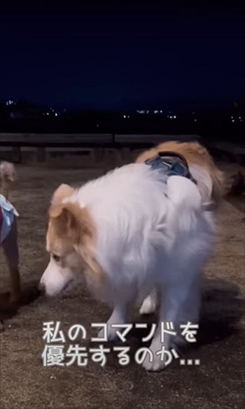 気遣いができるワンちゃん