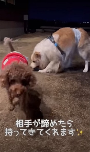 気遣いができるワンちゃん