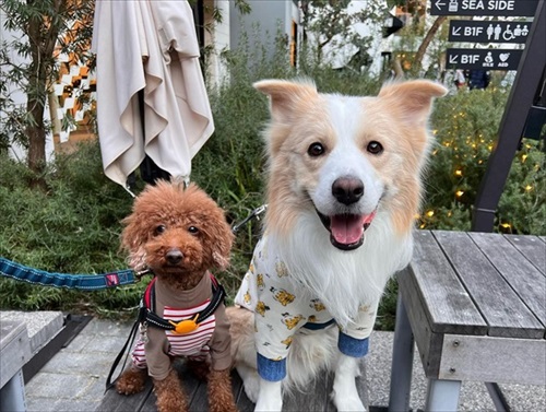 気遣いができるワンちゃん