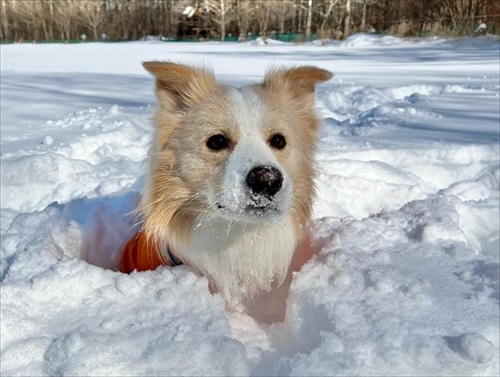 気遣いができるワンちゃん