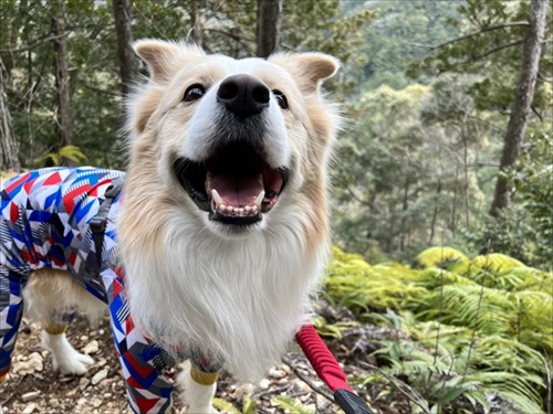 気遣いができるワンちゃん