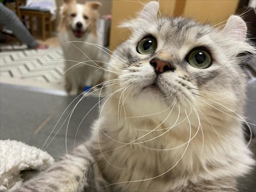 気遣いができるワンちゃん