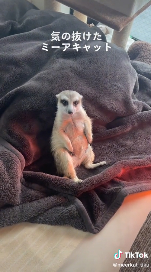 気の抜けたミーアキャット