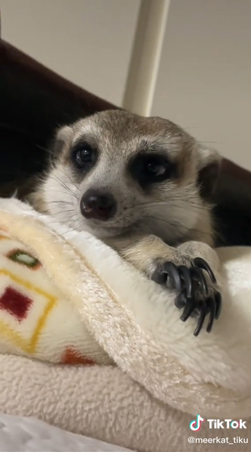 竹くん顔アップ