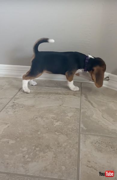 ドアストッパーに夢中なワンコ