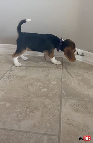 ドアストッパーに夢中なワンコ