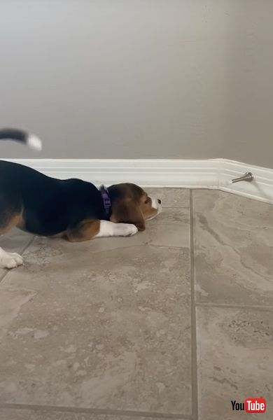 ドアストッパーに夢中なワンコ