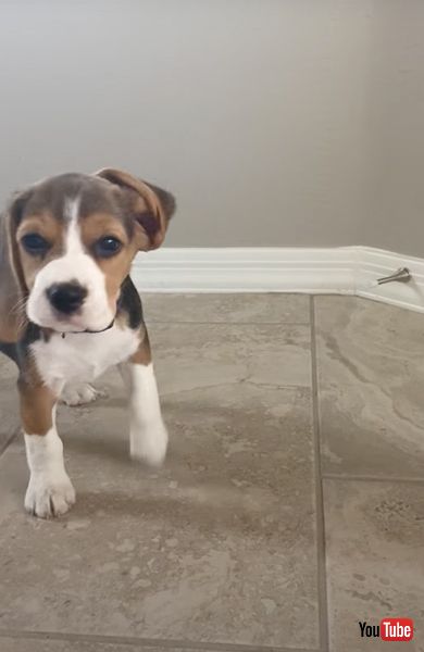 ドアストッパーに夢中なワンコ