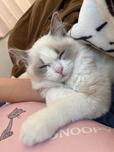 腕枕されるルカくん