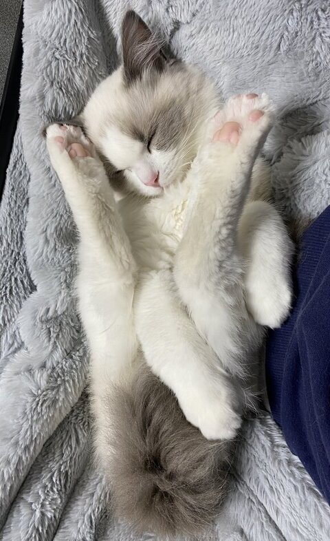 後ろ足を顔の横において寝てる