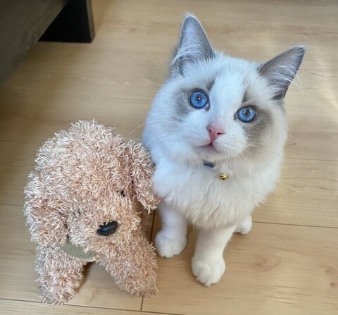 ぬいぐるみとルカくん