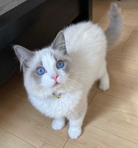 飼い主さんを見つめるルカくん